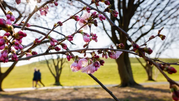 Zum heutigen Fr&uuml;hlingsanfang wird es sonnig und mild. (Archivbild) - &copy; Thomas Banneyer/dpa