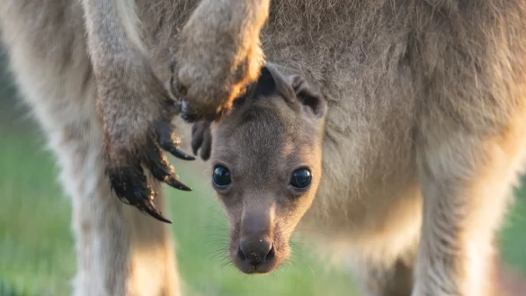 Bis der Nachwuchs der Stuttgarter Riesenkängurus erstmals aus dem Beutel klettert und die ersten Sprünge wagt, wird es noch dauern. (Handout) - © Wilhelma Stuttgart/Birger Meierjohann/dpa