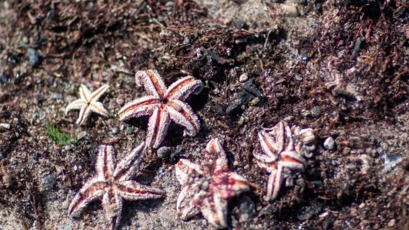 Mit Hilfe von Video-Aufzeichnungen entdeckten die Forscher unter anderen Seesterne auf den Munitionsresten (Symbolbild). - &copy; Jens B&uuml;ttner/dpa-Zentralbild/dpa