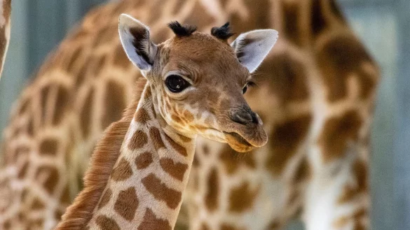 Eine Kordofan-Giraffe ist im Pariser Zoo geboren. - &copy; M. Descombes/MNHN/dpa