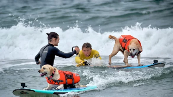 Auch Hunde k&ouml;nnen sich f&uuml;rs Surfen begeistern - aber Schwimmwesten sind Pflicht. - &copy; Richard Vogel/AP/dpa