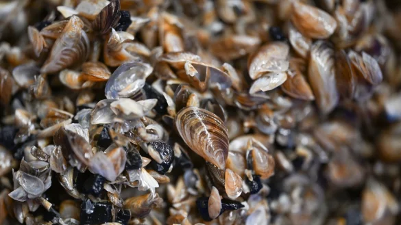 Die kleinen Muscheln entwickeln sich zum Problemfall. (Archivbild) - &copy; Felix K&auml;stle/dpa
