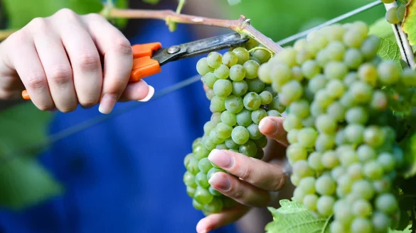 Federweißer gilt als Vorbote eines neuen Weinjahrgangs. (Archivfoto) - © Uwe Anspach/dpa/dpa-tmn