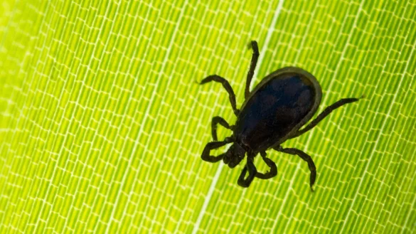 Zecken übertragen am häufigsten die von Bakterien verursachte Borreliose, deren Symptome denen einer Grippe ähneln. - © Patrick Pleul/dpa/dpa-tmn