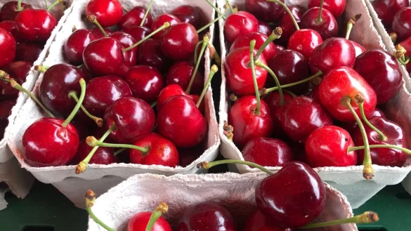 Angebaut werden in Deutschland vor allem S&uuml;&szlig;kirschen. (Archivbild) - &copy; Christian B&ouml;hmer/dpa