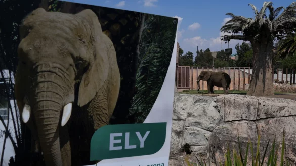 Die Elefantin Ely soll in Zukunft ein besseres Leben führen - wenn auch weiterhin im Zoo. (Archivbild) - © Marco Ugarte/AP/dpa