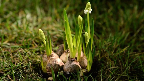 Die Stars des Frühlings: Blumenzwiebeln wie die Traubenhyazinthen blühen schon früh im Jahr. - © Andrea Warnecke/dpa-tmn