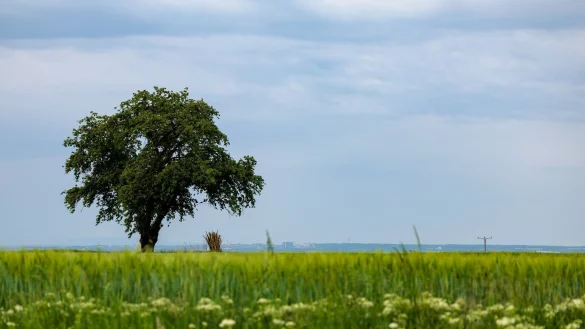 Der Wetterumschwung kann Gewitter und Starkregen bringen. (Symbolbild) - © Jörg Halisch/dpa
