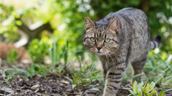 In der Natur stromern: Ist die Bindung zum Heim gefestigt, bietet der Garten eine M&ouml;glichkeit f&uuml;r einen kontrollierten Freigang. - &copy; Franziska Gabbert/dpa-tmn