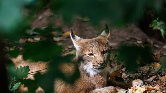 Luchse sind an ihren Pinselohren zu erkennen. (Symbolbild) - &copy; Daniel Karmann/dpa
