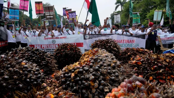 Die EU erkennt Biodiesel aus Palm&ouml;l bald nicht mehr als nachhaltig an. (Archivbild) - &copy; Tatan Syuflana/AP/dpa