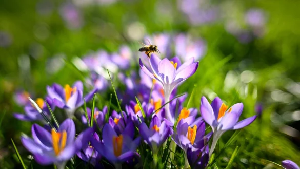 Flora und Fauna in NRW d&uuml;rften sich &uuml;ber das fr&uuml;hlingshafte Wetter in NRW freuen. (Symbolbild) - &copy; Sina Schuldt/dpa