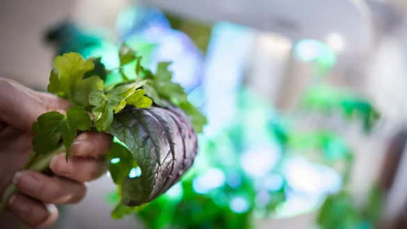 Trend Indoor-G&auml;rtnern: Die Stiftung Warentest hat sieben smarte Gew&auml;chsh&auml;user getestet. - &copy; Franziska Gabbert/dpa-tmn
