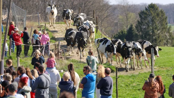 Der Weideaustrieb sorgt vor Ort f&uuml;r viel Interesse. - &copy; Christoph Reichwein/dpa
