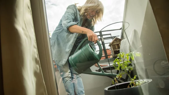 Traditionelle Gemüsesorten wie Tomaten lassen sich auch wunderbar auf dem Balkon anbauen. - © Christin Klose/dpa-tmn