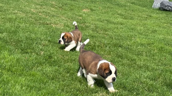 Xaver und Xcell tollen auf dem Gel&auml;nde von &laquo;Barryland&raquo;. - &copy; Christiane Oelrich/dpa