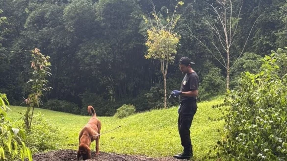 Die Ermittler entdeckten die Leichen mit Hilfe eines Sp&uuml;rhunds. - &copy; ---/OIJ Costa Rica/dpa