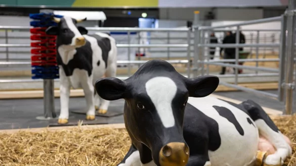 Wegen eines Falls von Maul- und Klauenseuche in Brandenburg waren etliche Tiere dieses Jahr nicht auf der Grünen Messe vertreten - oder eben nur als Attrappe. (Archivbild) - © Hannes P Albert/dpa