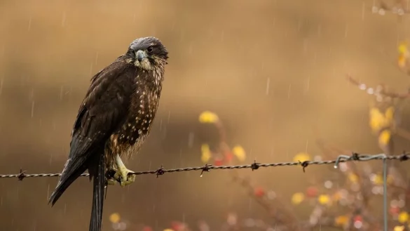Der Karearea holte sich zum 20. Jubil&auml;um der Abstimmung den ersten Platz. - &copy; Craig McKenzie/Forest and Bird/dpa