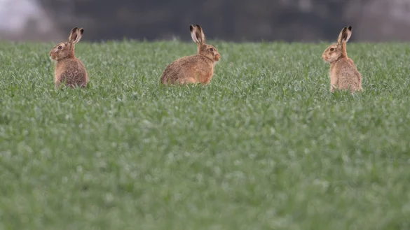 Die durchschnittliche Zahl von Feldhasen, die auf einem Quadratkilometer in Deutschland leben, ist stabil geblieben. (Archivbild) - © Boris Roessler/dpa