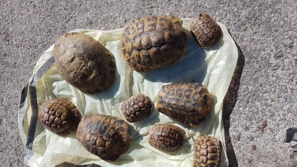 Die Polizei ermittelt wegen des Verstoßes gegen das Tierschutzgesetz. - © -/Polizei Soest/dpa