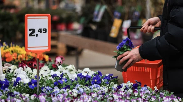 Schlechtes Wetter im Mai und Juni verhagelte den Händlern 2024 das Geschäft. - © Oliver Berg/dpa