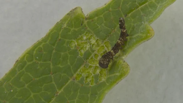 Eine stark vergr&ouml;&szlig;ert abgebildete Raupe des Nachtfalters Falcaria bilineata kriecht &uuml;ber die Spitze eines Birkenblatts. - &copy; -/Leo Turchen/dpa