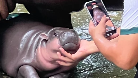 Mit ihren Pausbacken und ihrer süßen Mimik eroberte Moo Deng im vergangenen Jahr die Herzen und das Internet. - © Carola Frentzen/dpa