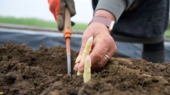Das ist er, der erste heimische Spargel des Jahres! - © Thomas Frey/dpa/dpa-tmn
