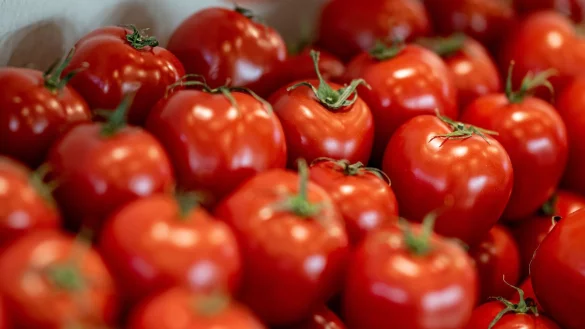 Tomaten sind nach Angaben des Bundesinformationszentrums Landwirtschaft das beliebteste Gem&uuml;se in Deutschland. - &copy; Fabian Sommer/dpa