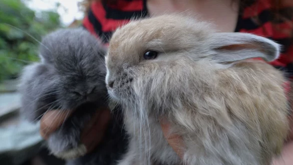 Angorakaninchen sind in Deutschland bedroht (Archivbild). - &copy; picture alliance / dpa