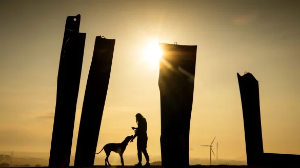 Dream-Team: Bis die Kommunikation zwischen Mensch und Hund klappt, ist es oft ein langer Weg. - © Sina Schuldt/dpa/dpa-tmn