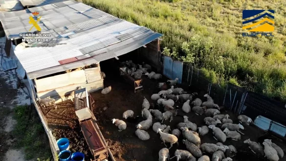 Auf dem von der spanischen Guardia Civil zur Verfügung gestellten Bild ist ein Schlachthof zu sehen, der Fleisch von zum Teil stark unterernährten und kranken Schafen und Ziegen illegal vertrieben haben soll. - © ---/Guardia Civil de España/dpa