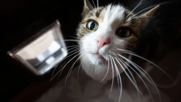 In der Regel muss der Vermieter zustimmen, wenn Mieter Katzenklappen, Balkonnetze oder -treppen anbringen wollen. - © Marijan Murat/dpa