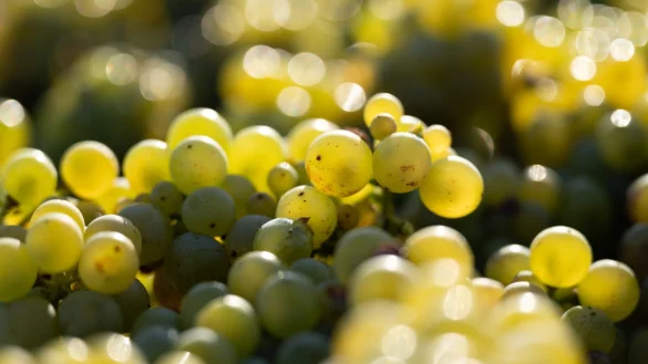 In den deutschen Anbaugebieten kam 2024 die drittniedrigste Weinmost-Menge der vergangenen 15 Jahre zusammen (Archivbild). - © Sebastian Kahnert/dpa