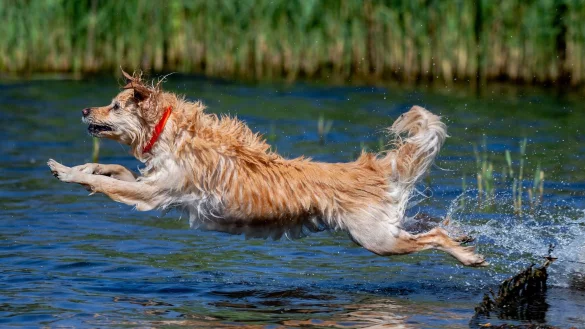 Am Sonntag nimmt dann die Wärmebelastung deutlich zu. (Archivbild) - © Hauke-Christian Dittrich/dpa