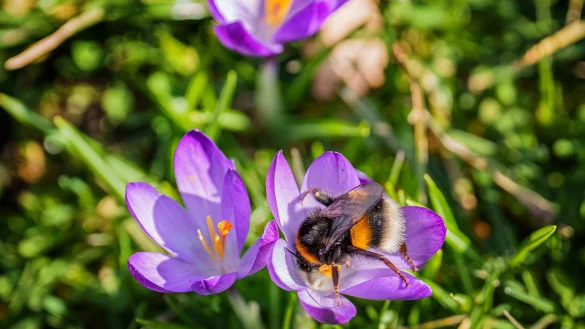 Das Wochenende bringt milde Temperaturen und viel Sonnenschein. - © Andreas Arnold/dpa