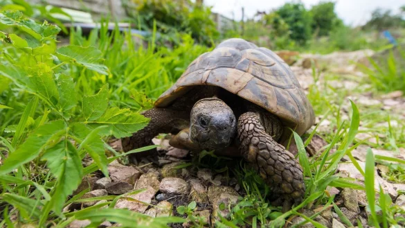 Nicht kuschelig, aber faszinierend: Eine Schildkröte zu halten ist aufwendig und anspruchsvoll. - © Benjamin Nolte/dpa-tmn