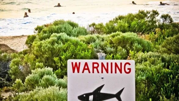 Die Gewässer rund um Australien sind berühmt-berüchtigt: Es kommt immer wieder zu Haiangriffen auf Schwimmer und Surfer. (Symbolbild) - © Rebecca Le May/AAP/dpa