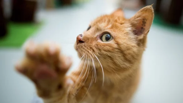 Beißen, kratzen, putzen: Wer eine Verhaltensauffälligkeit bei seiner Katze bemerkt, sollte der Ursache auf den Grund gehen. - © Julian Stratenschulte/dpa/dpa-tmn