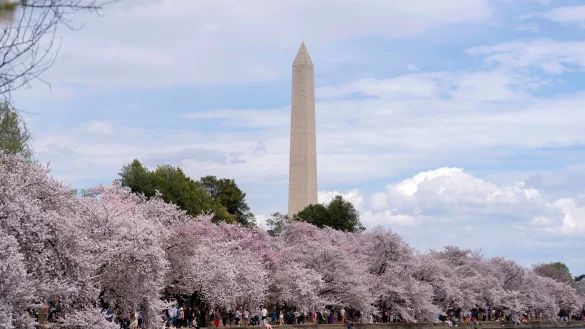 Zu den Spaziergängern unter den blühenden Kirschbäumen in Washington gehört auch der ehemalige US-Präsident Barack Obama. - © Jose Luis Magana/AP/dpa