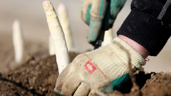 NRW steht kurz vor dem Beginn der offiziellen Spargel-Saison. Im vergangenen Jahr ist die Ernte aber eher schlecht ausgefallen. (Archivbild) - © Roland Weihrauch/dpa