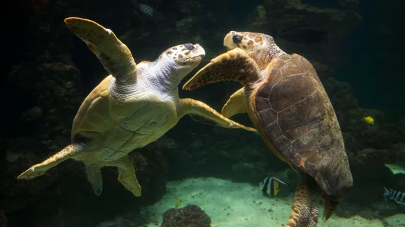 Unechte Karettschildkröten leben in fast allen gemäßigten und subtropischen Regionen des Atlantiks, Pazifiks und Indischen Ozeans sowie im Mittelmeer. (Archivbild) - © picture alliance / dpa