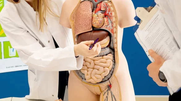 Die Leber gesund halten: Dafür hat die Deutsche Leberstiftung einige Tipps, die sich häufig leicht umsetzen lassen. - © Zacharie Scheurer/dpa-tmn