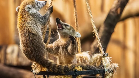 Drei kleine B&auml;ren mit wei&szlig;er Schnauze sind jetzt f&uuml;r Zoobesucher zu sehen (Handout-Foto) - &copy; --/Archiv Opel-Zoo/dpa