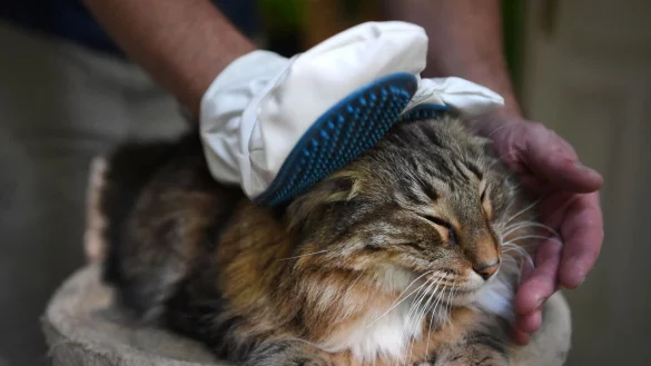 Fast wie eine Massage: Handschuhe mit Kunststoffnoppen schonen die empfindliche Tierhaut und lösen lockere Haare. - © Ina Fassbender/dpa-tmn