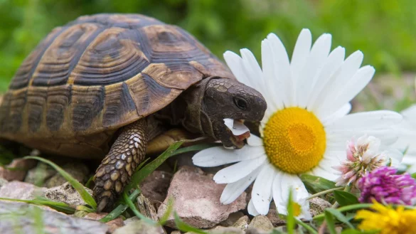 Wildblumen eignen sich hervorragend als Futter f&uuml;r Schildkr&ouml;ten. - &copy; Benjamin Nolte/dpa-tmn