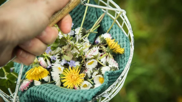 Löwenzahn und Gänseblümchen: Wildkräuter finden Sie im eigenen Garten sowie auf Wiesen, in Wäldern oder Parks. - © Christin Klose/dpa-tmn