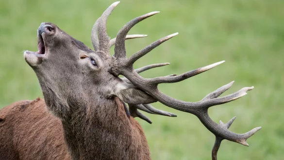 Inzucht reduziert die Anpassungsfähigkeit von Rothirschen. (Symbolbild) - © Boris Roessler/dpa