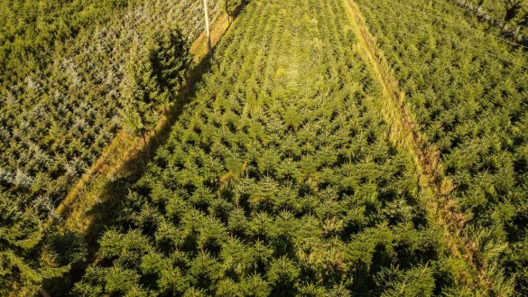 Nordmanntannen wachsen in einer Plantage in Sachsen zu Weihnachtsbäumen heran. - © Robert Michael/dpa